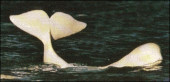 Delphinapterus leucas Pallas, 1776
