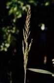 Calamagrostis epigeios Roth
