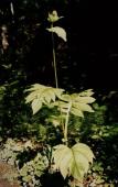 Cirsium oleraceum Scop