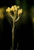 Helichrysum arenarium Moench