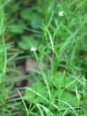 Stellaria longifolia Willd.
